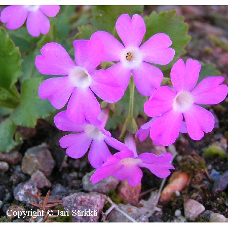 Primula clusiana